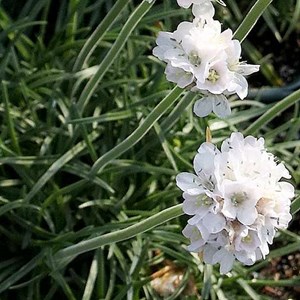 6 x gazon d'espagne - armeria maritima 'alba'  - godet 9x9 cm