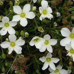 6 x sabline des montagnes - arenaria montana  - godet 9x9 cm