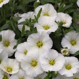 6 x sabline des montagnes - arenaria montana  - godet 9x9 cm