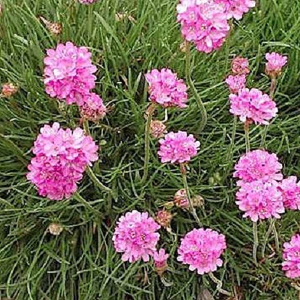 6 x gazon d'espagne - armeria maritima 'rosea' - godet 9x9 cm