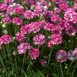 6 x gazon d'espagne  - armeria maritima 'rosea'  - godet 9x9 cm