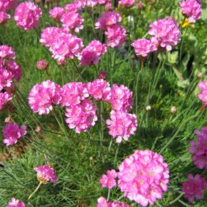 6 x gazon d'espagne  - armeria maritima 'splendens perfecta'  - godet 9x9 cm