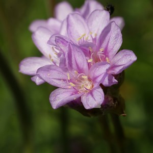 6 x gazon d'espagne  - armeria maritima 'splendens perfecta'  - godet 9x9 cm