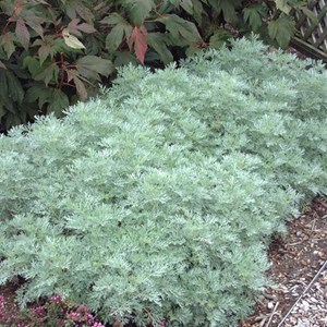 Artemisia 'powis castle' - godet 9x9 cm