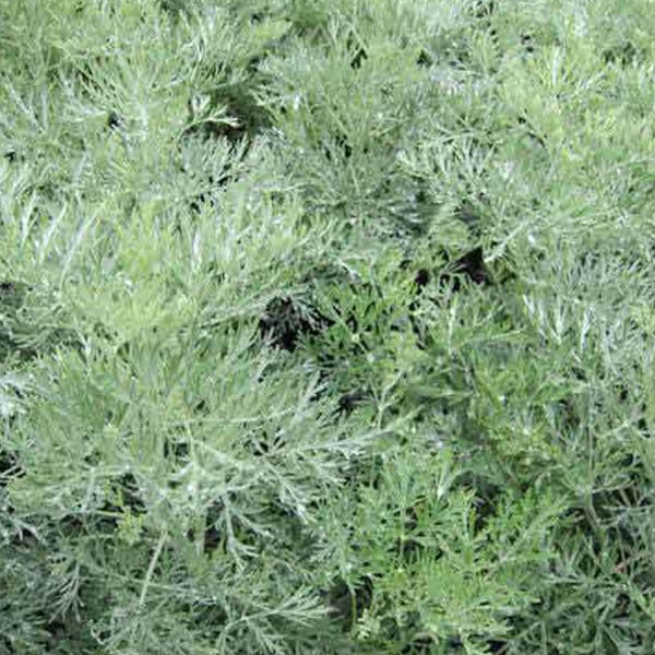 Arborix - 6 x artemisia 'powis castle' - godet 9x9 cm