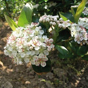 2 x aronie à fruits noirs  - aronia prunifolia 'viking'  - 40-60 cm pot