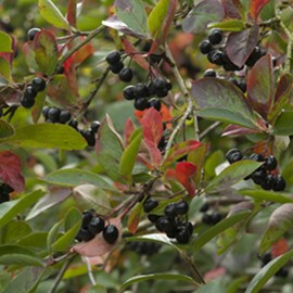 2 x aronie à fruits noirs  - aronia prunifolia 'viking'  - 40-60 cm pot