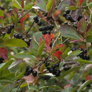 2 x aronie à fruits noirs  - aronia prunifolia 'viking'  - 40-60 cm pot