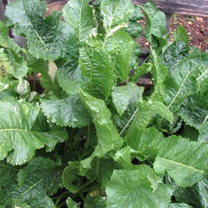 6 x moutarde des allemands - armoracia rusticana  - godet 9x9 cm