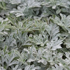 6 x armoise à feuilles de cinéraire - artemisia stelleriana 'boughton silver' -