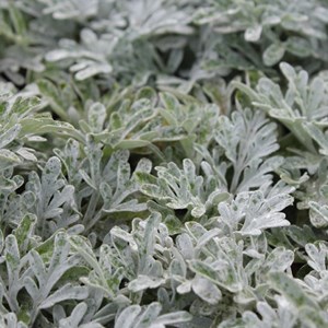6 x armoise à feuilles de cinéraire - artemisia stelleriana 'boughton silver' -