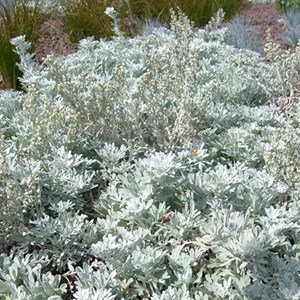 6 x armoise à feuilles de cinéraire - artemisia stelleriana 'boughton silver' -