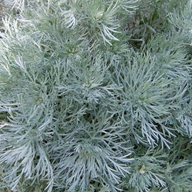 6 x armoise schmidtiana  - artemisia schmidtiana 'nana'  - godet 9x9 cm