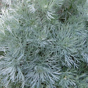 6 x armoise schmidtiana  - artemisia schmidtiana 'nana'  - godet 9x9 cm