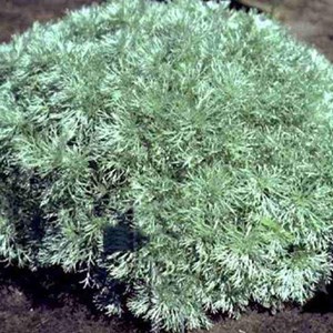 6 x armoise schmidtiana  - artemisia schmidtiana 'nana'  - godet 9x9 cm