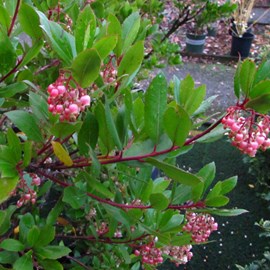 Arbre à fraises  - arbutus unedo 'compacta'  - 40-50 cm pot