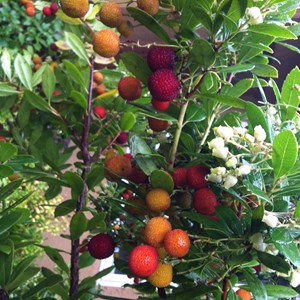 Arbre à fraises  - arbutus unedo 'compacta'  - 40-50 cm pot