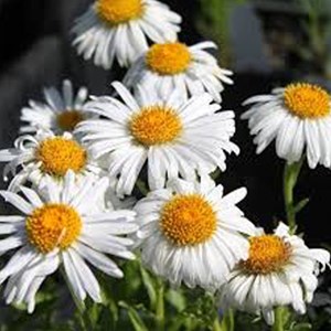 6 x aster des alpes  - aster alpinus 'albus'  - godet 9x9 cm