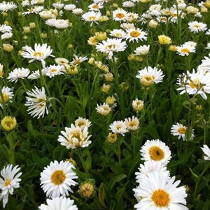 6 x aster des alpes  - aster alpinus 'albus'  - godet 9x9 cm