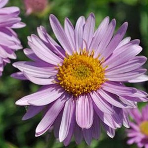 6 x aster des alpes  - aster alpinus 'happy end'  - godet 9x9 cm