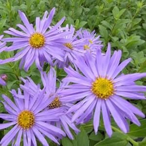 6 x aster des alpes  - aster alpinus 'happy end'  - godet 9x9 cm