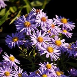 6 x aster nain  - aster dumosus 'professor anton kippenberg'  - godet 9x9 cm