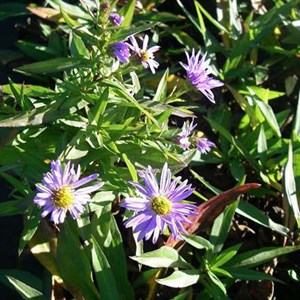 6 x aster nain  - aster dumosus 'professor anton kippenberg'  - godet 9x9 cm