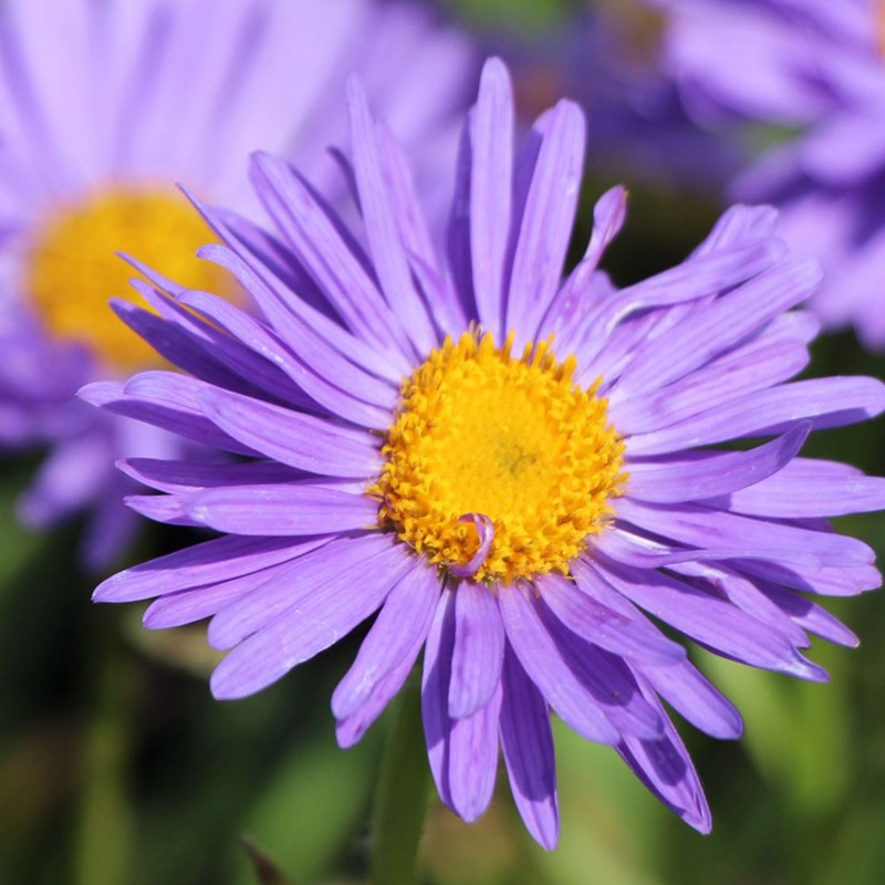 6 x aster des alpes - aster alpinus 'dunkle schone' - godet 9x9 cm
