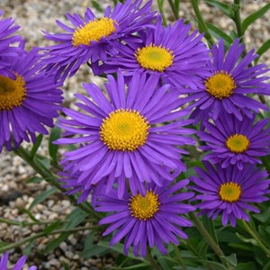 6 x aster des alpes  - aster alpinus 'dunkle schone'  - godet 9x9 cm