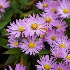 6 x aster nain  - aster dumosus 'anneke'  - godet 9x9 cm