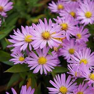 6 x aster nain  - aster dumosus 'anneke'  - godet 9x9 cm