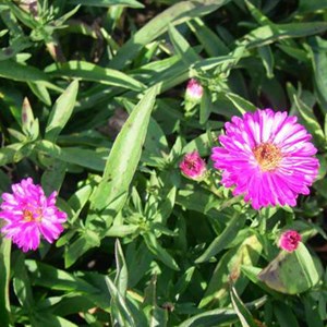 6 x aster nain  - aster dumosus 'anneke'  - godet 9x9 cm