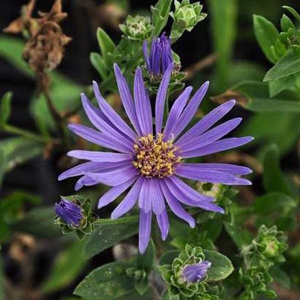 6 x œil de christ - aster amellus 'rudolf goethe' - godet 9x9 cm