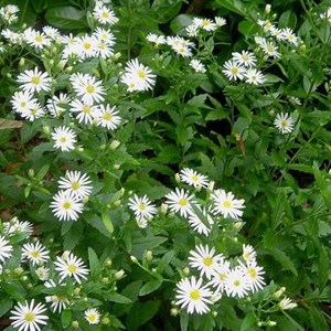 Aster 'ashvi' - godet 9x9 cm