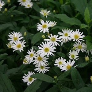 6 x aster 'ashvi' - godet 9x9 cm