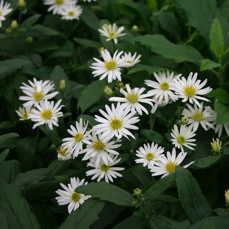 Arborix - 6 x aster 'ashvi' - godet 9x9 cm