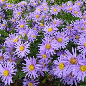 6 x œil de christ  - aster 'blue king'  - godet 9x9 cm