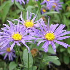 6 x œil de christ  - aster 'blue king'  - godet 9x9 cm