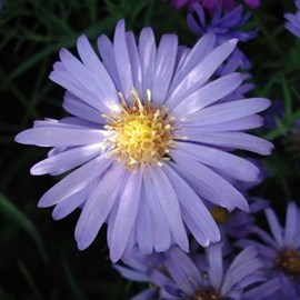 6 x aster nain  - aster dumosus 'lady in blue'  - godet 9x9 cm