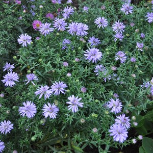 6 x aster nain  - aster dumosus 'lady in blue'  - godet 9x9 cm