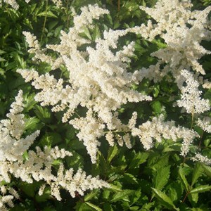 6 x astilbe d'arends 'brautschleier - astilbe arendsii 'brautschleier' - godet