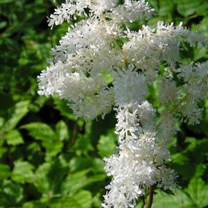6 x astilbe d'arends 'brautschleier - astilbe arendsii 'brautschleier' - godet