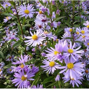 Aster laevis 'calliope' - godet 9x9 cm