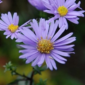 6 x aster laevis 'calliope' - godet 9x9 cm