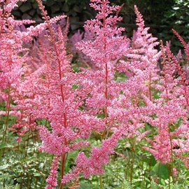6 x astilbe d'arends  - astilbe arendsii 'cattleya'  - godet 9x9 cm