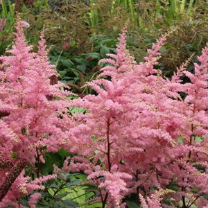 6 x astilbe d'arends  - astilbe arendsii 'cattleya'  - godet 9x9 cm