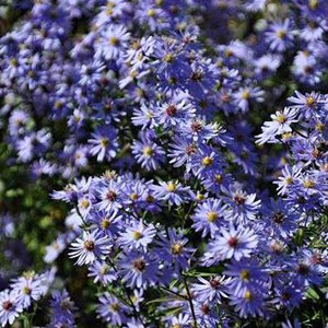 6 x aster à feuilles en cœur - aster cordifolius 'little carlow' - godet 9x9 cm