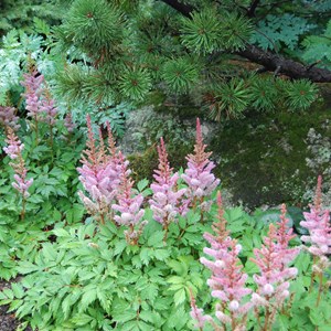 6 x astilbe de chine  - astilbe chinensis 'pumila'  - godet 9x9 cm