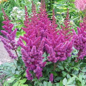 6 x astilbe de chine  - astilbe chinensis 'purpurkerze'  - godet 9x9 cm