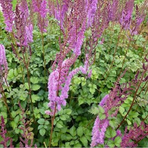 6 x astilbe de chine  - astilbe chinensis 'purpurkerze'  - godet 9x9 cm